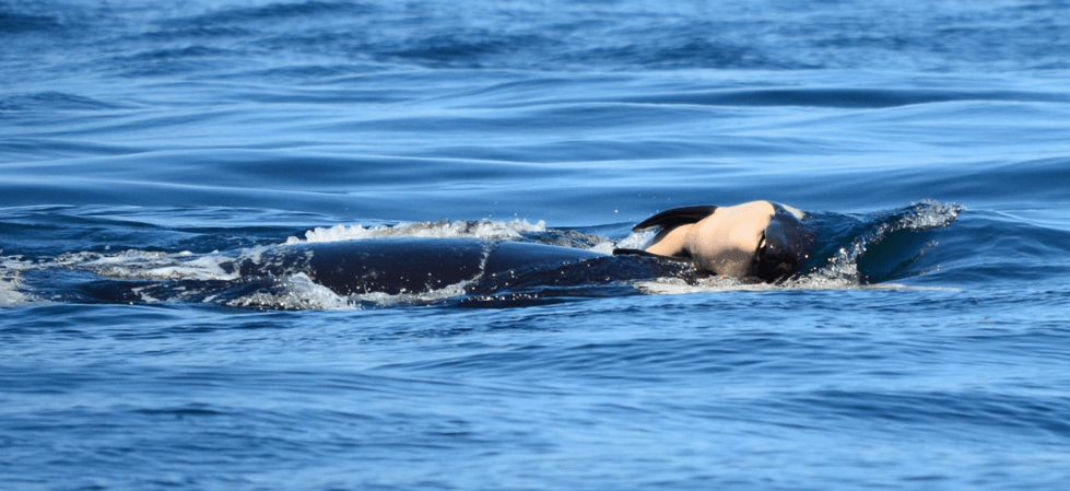 tahlequah-orca-dead-calf