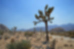 desert-de-mojave