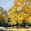 Thumbnail: “Golden Resplendence”