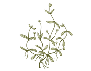 meravik_flowers-6.png
