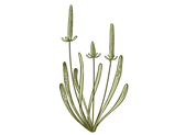 meravik_flowers-7.png
