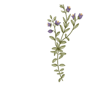 meravik_flowers-5.png