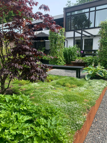 Acer palmatum Bloodgood, japansk lönn, cortenkant, trampnarv, sagina subulata, bänk, 60-talshus, trädgård till 60-talshus