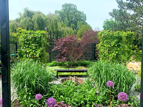 Acer palmatum Bloodgood, japansk lönn, cortenkant, trampnarv, sagina subulata, bänk, 60-talshus, trädgård till 60-talshus, allium, murgröna, miskanthus malepartus, prydnadsgräs