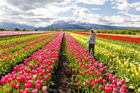Miniatura: Campo de tulipanes (Patagonia Argentina)