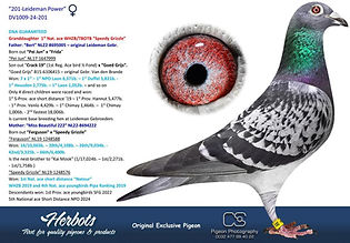 Leidermans racing Pigeons "201 Leiderman Power"