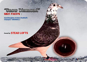 Lambrecht Racing Pigeons "Snow Diamond"