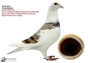 Blizzard King Kittel Racing Pigeons "Pretty Blizzard"
