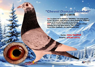 Lambrecht Racing Pigeon Cheviot Diamant Snowball"