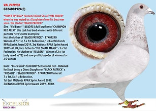Dirk Van Den Bulck Racing Pigeon "Val Patrick"