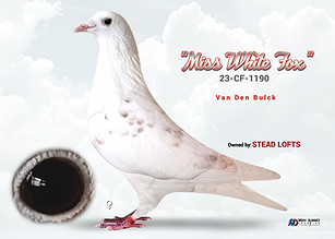 Dirk Van Den Bulck Racing Pigeon "Miss White Fox"