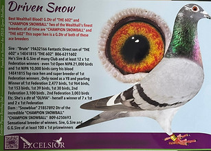 Lambrecht Racing Pigeons "Driven Snow"