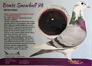 Lambrecht Racing Pigeons "Bonte Snowball 98"