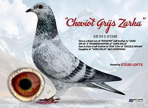 Leidermans Racing Pigeons "Cheviot Grijs Zarka"