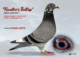 Dirk Van Den Bulck Racing Pigeon "Houdini's Boltless"