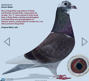 Dirk Van Den Bulck Racing Pigeon "Dream maker"
