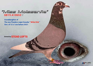 Johnny Panis Racing Pigeons "Miss Moissanite"