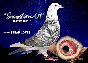 Dirk Van Den Bulck Racing Pigeon "Snowstorm 01"