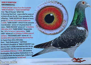 Hereman Cesters Racing Pigeon "Man O'Demption
