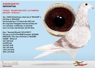 Blizzard King Kittel Racing Pigeons "Blizzard Albert"