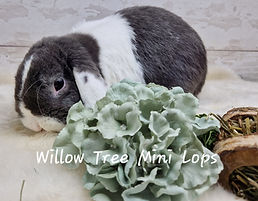 Blue Split Mini Lop by Willow Tree Mini Lops