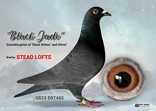 Lambrecht Racing Pigeons "Black jade"