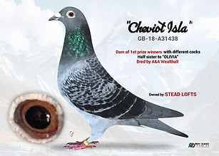 Lambrecht Racing Pigeon "Cheviot Isla"
