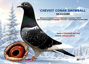 Lambrecht Racing Pigeon "Cheviot Conan Snowball"