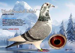 Lambrecht Racing Pigeons "Cheviot Snowball Miracle"