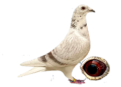 IMG-20250710-WA0006_edited.png