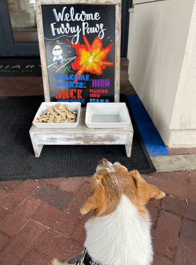 Jack, Dogs, The Pet Essentials Hub, dog oys, treats, grooming supplies, collars, beds, and wellness products