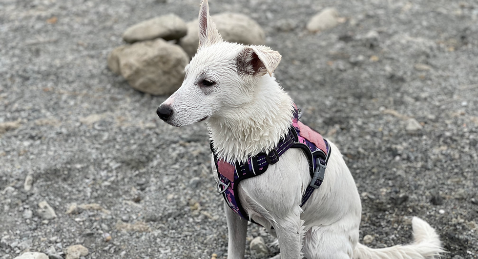 Dreamer, Sparrow, Dogs, The Pet Essentials Hub, dog oys, treats, grooming supplies, collars, beds, and wellness products