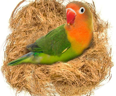 Loose coconut fiber bedding substrate for budgies, finches, and canaries, natural nesting material for small birds.