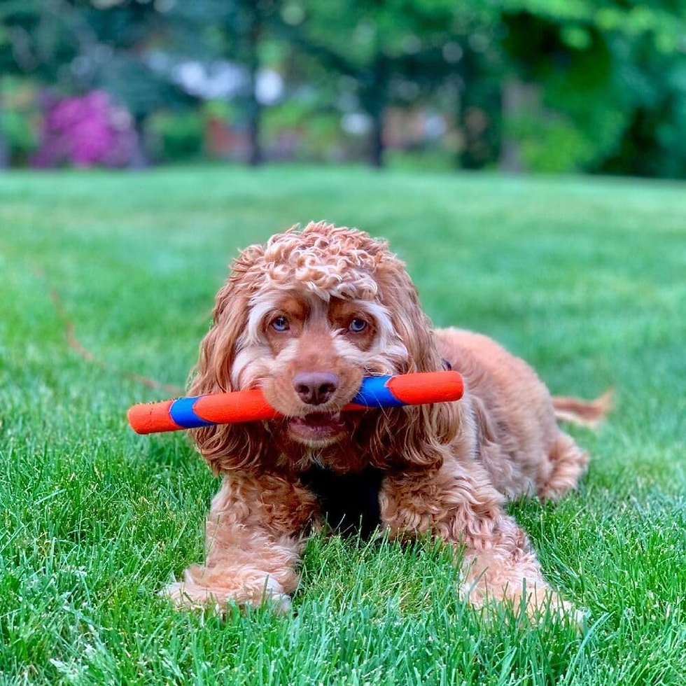 Rugged dog fetch stick engineered for throwing, retrieving, and high-energy outdoor play.