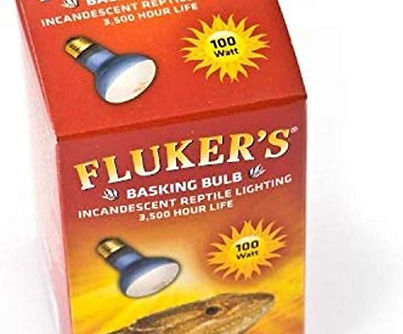 Bearded dragon basking under Fluker’s incandescent spotlight bulb