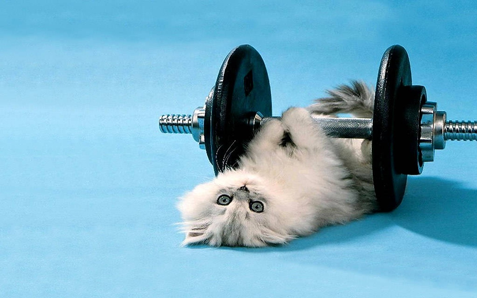 Fluffy gray kitten lying on its back playfully gripping a small dumbbell on a blue background — a lighthearted image symbolizing pet exercise and strength.