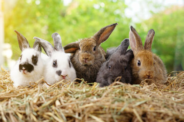 Group of rabbits sitting together on a pile of hay outdoors, with green trees in the background.