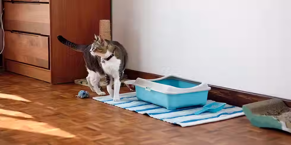 Indoor cat sitting beside a litter box in a tidy home, showing a clean litter setup.