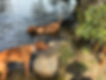 2 Hungarian Vizslas in the dam exploring free-range