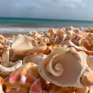 Zementmuschel, Haitour, Haibeobachtung, Haierlebnis, Kap Verde, Insel Sal, Cabo Verde, Santa Maria, Schildkrötenbeobachtung, Schildkrötenwanderungen, Inselrundfahrt, Haie, Schildkröten, Erlebnis, Ausflug, Aktivitäten auf der Insel Sal,