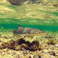Haitour, Haibeobachtung, Haierlebnis, Kap Verde, Insel Sal, Cabo Verde, Santa Maria, Schildkrötenbeobachtung, Schildkrötenwanderungen, Inselrundfahrt, Haie, Schildkröten, Erlebnis, Ausflug, Aktivitäten auf der Insel Sal,