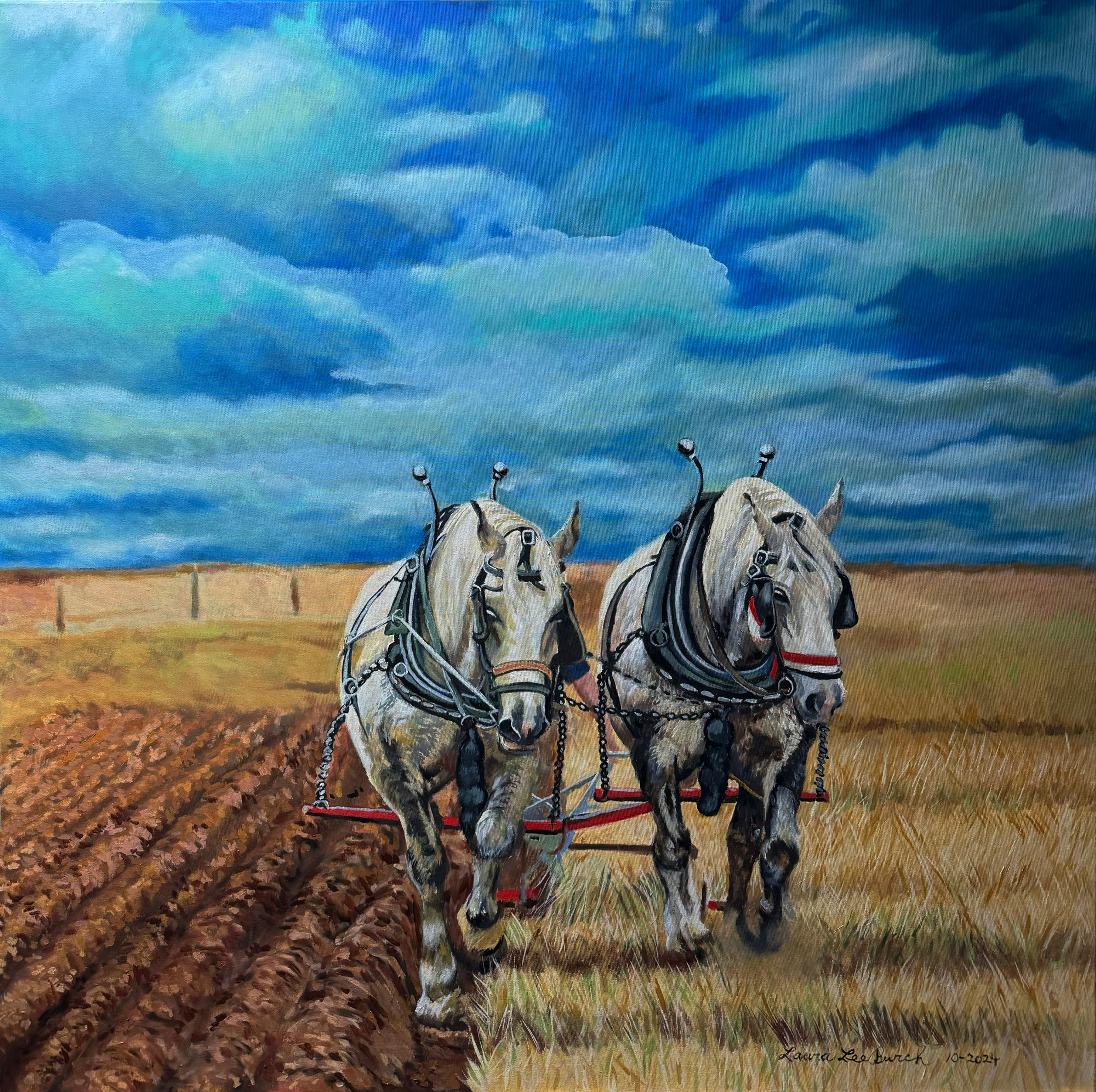 two white plow horses in a field of cut hat against a blue sky