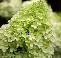 Hydrangea paniculata