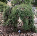 Pinus densiflora 'Pendula'
