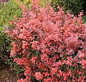 Berberis thunbergii 'Crimson Pygmy'