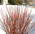 Cornus stolonifera 'Farrow'