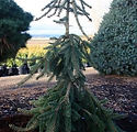 Picea abies 'Pendula'