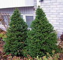 Taxus x media 'Dark Green Pyramidal'