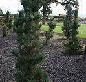Pinus cembra 'Chalet'
