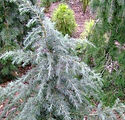 Cedrus deodara 'Electric Blue'